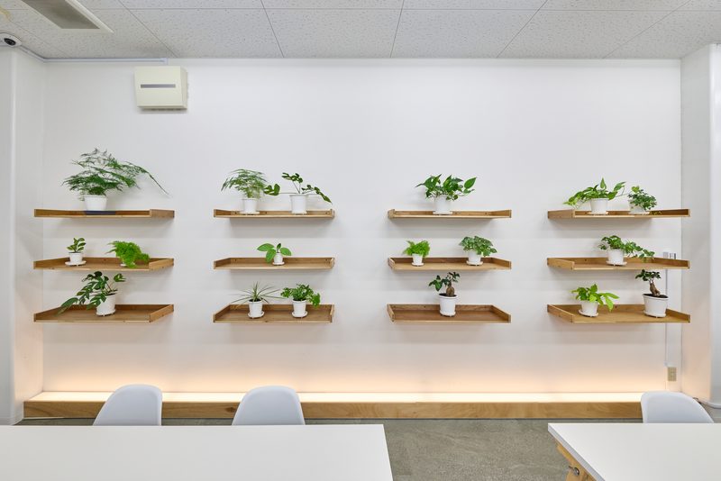 木の棚に並んだ小さな観葉植物